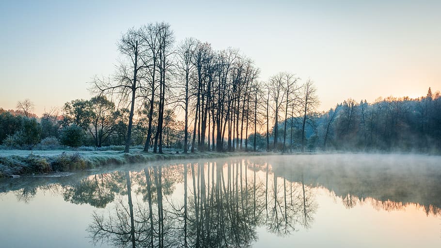 tree near pond at daytime, sunset, sunrise, forest, reed, flora HD wallpaper