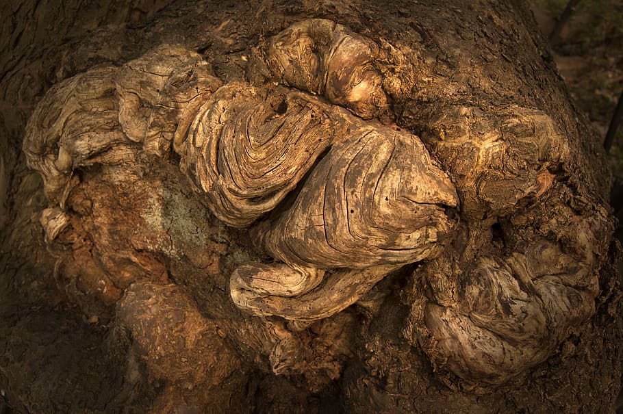 growth, tree, tree stump, textured, tree trunk, close-up, no people HD wallpaper