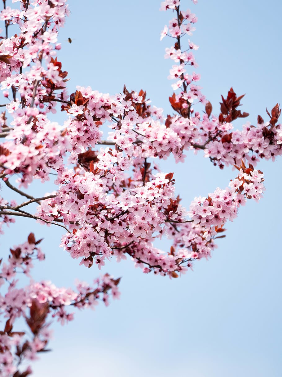 pink cherry blossoms, plant, flower, spring, sky, blue, blue sky HD wallpaper