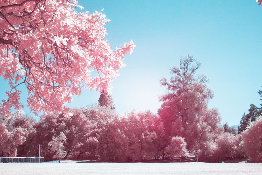 pink trees, plant, blossom, flower, cherry blossom, menlo park, HD wallpaper