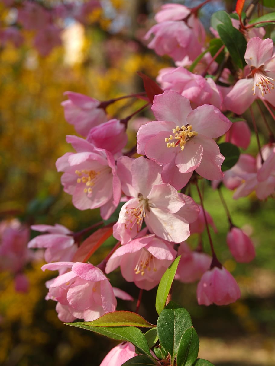 flower, spring, inflorescence, flora, pink, garden, summer HD wallpaper