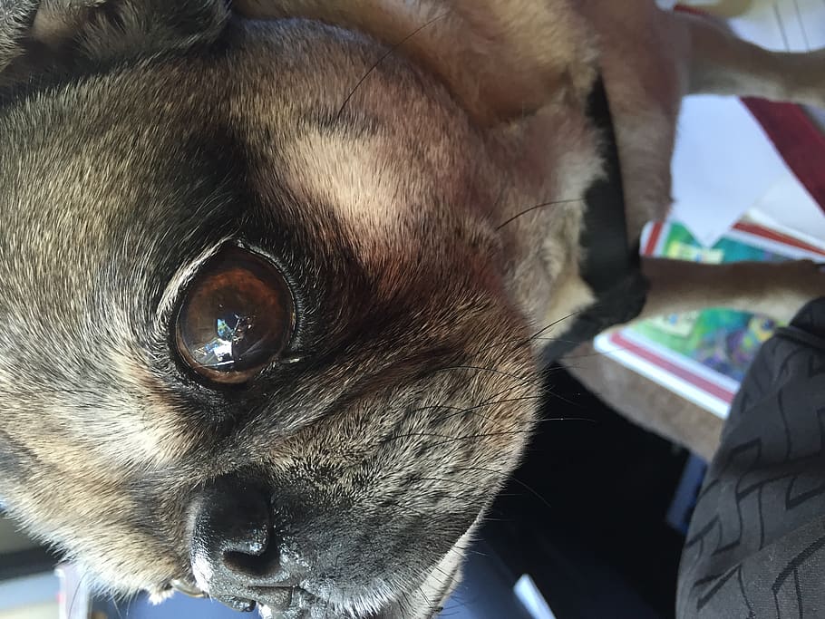 eye, close up, dog, pug, mammal, one animal, animal themes HD wallpaper