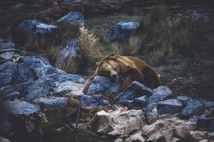 brown bear, animal themes, mammal, vertebrate, one animal, rock HD wallpaper