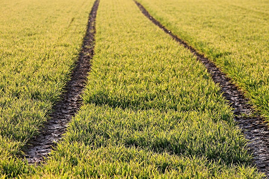 arable, traces, cereals, field, landscape, agriculture, nature, HD wallpaper