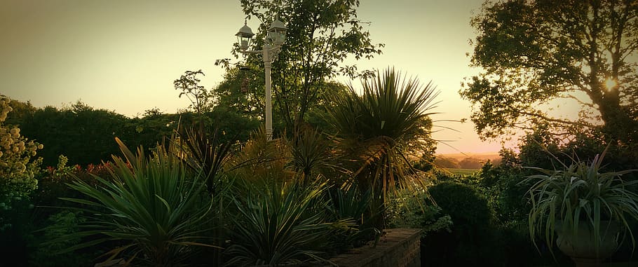 trees, sunset, garden, green, plant, growth, beauty in nature HD wallpaper