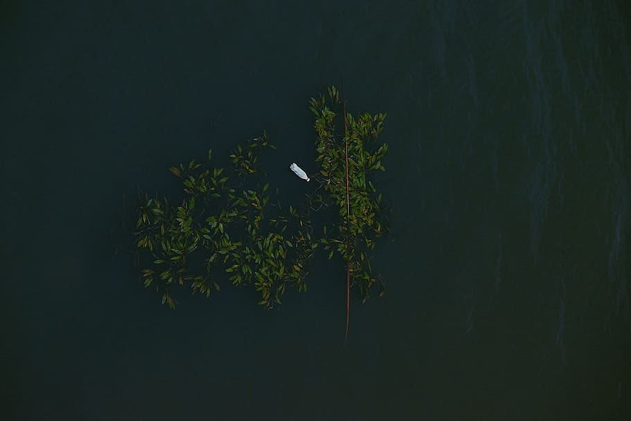 green trees, nature, outdoors, plant, abuja, jabi lake, nigeria HD wallpaper
