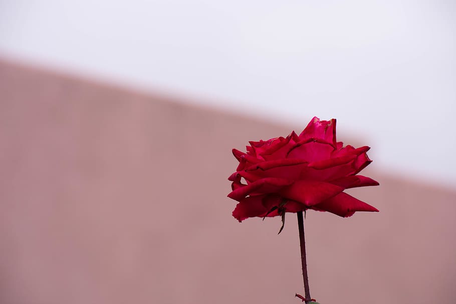 red rose flower, flowering plant, beauty in nature, fragility HD wallpaper