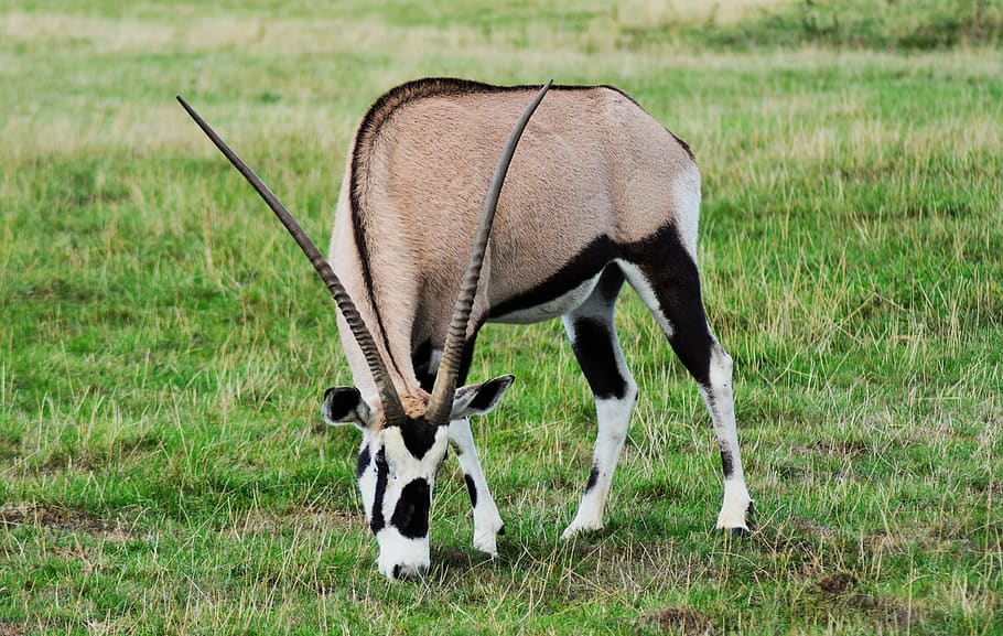 oryx, gazelle, gemsbok, africa, animal, antelope, eat, eland, HD wallpaper