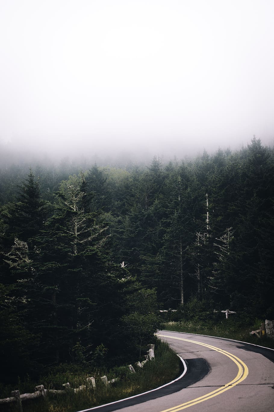 road, tree, mist, fog, perspective, road trip, adventure, travel HD wallpaper
