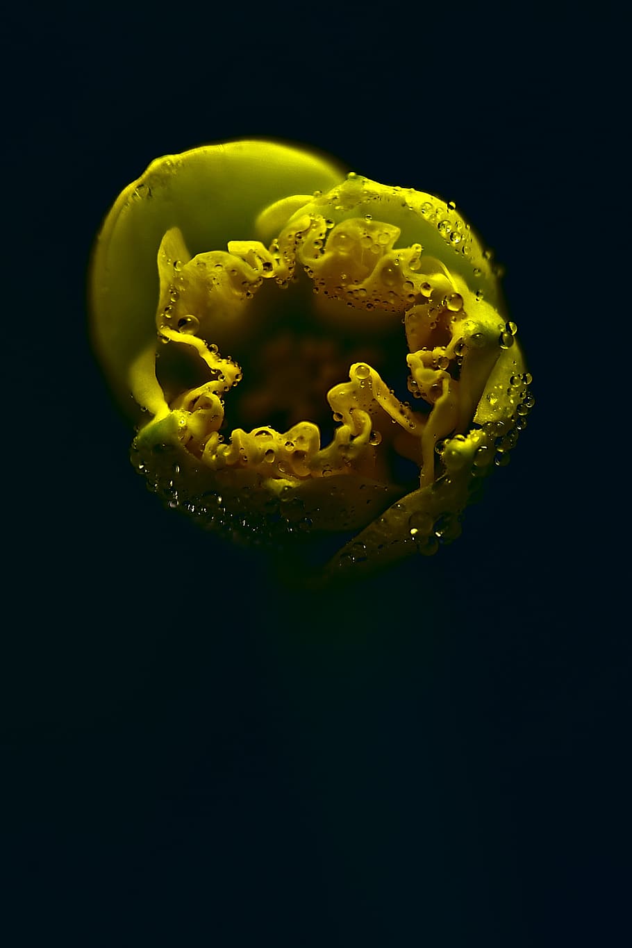 narcissus, drip, dew, spring, yellow, nature, rain, blossom HD wallpaper