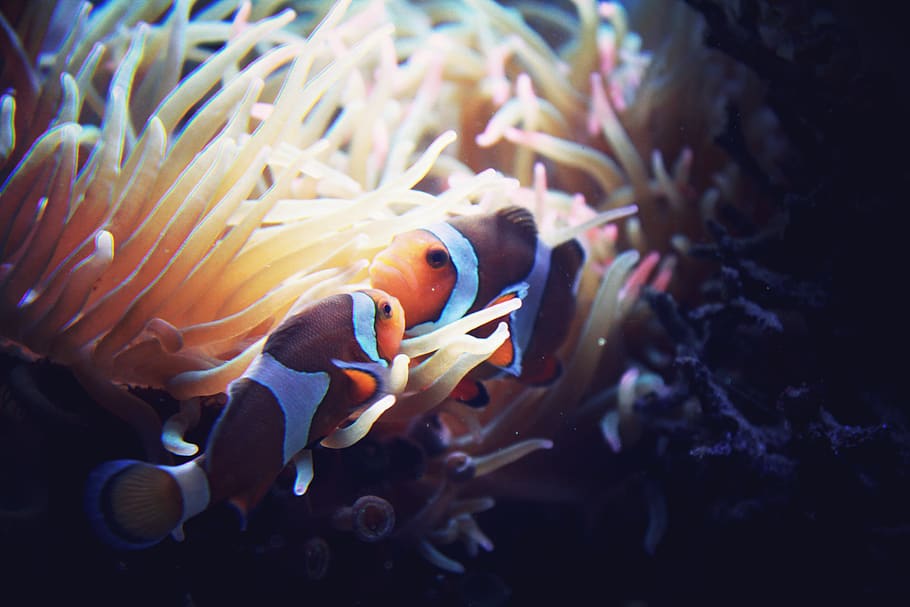 sea, water, sea life, animal themes, underwater, animals in the wild HD wallpaper