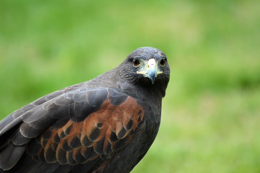 hawk, harris hawk, raptor, bird, falconry, wildlife, animal HD wallpaper