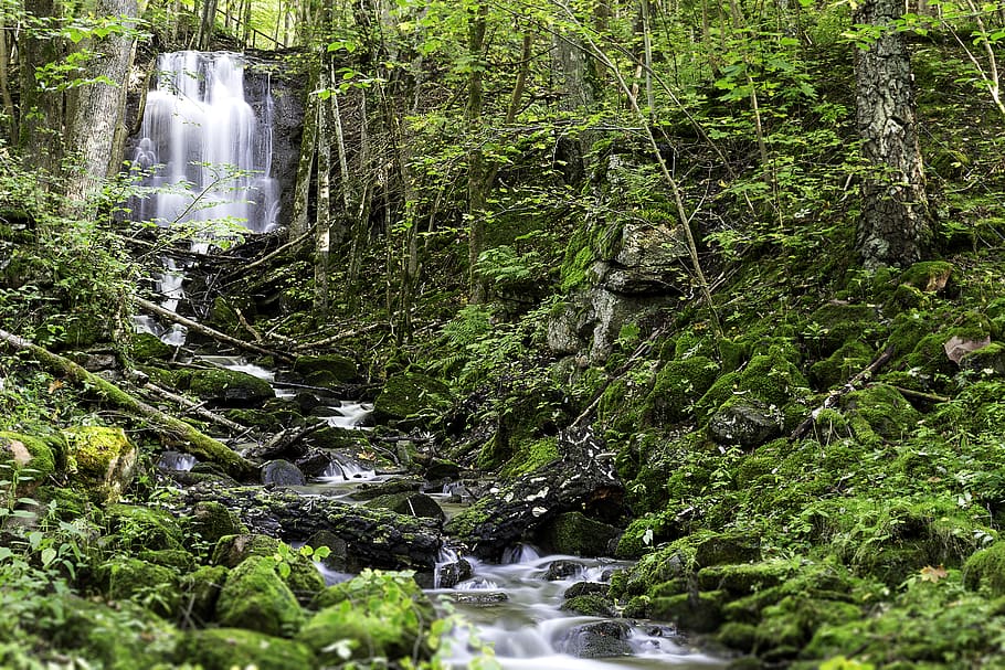 Waterfalls Surrounded by Trees, cascade, environment, flow, forest HD wallpaper