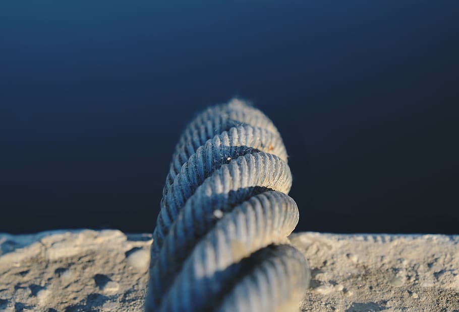 gray metal rope, sphere, animal, clam, invertebrate, seashell HD wallpaper
