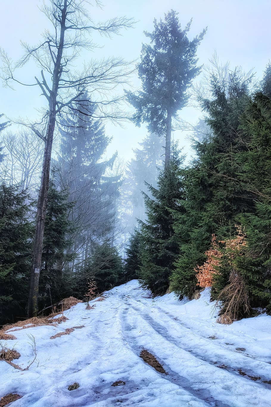 forest, trees, woods, landscape, mountains, fog, mist, misty HD wallpaper