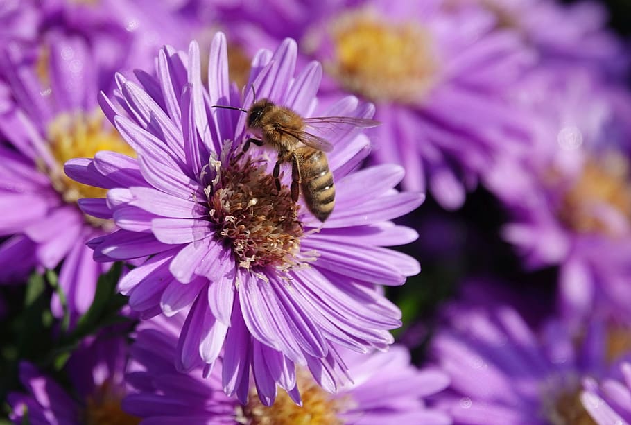 aster, blossom, bloom, insect, close up, purple, bee, plant HD wallpaper