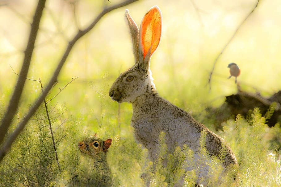 nature, rabbit, squirrel, bird, animals, harmony, wildlife HD wallpaper