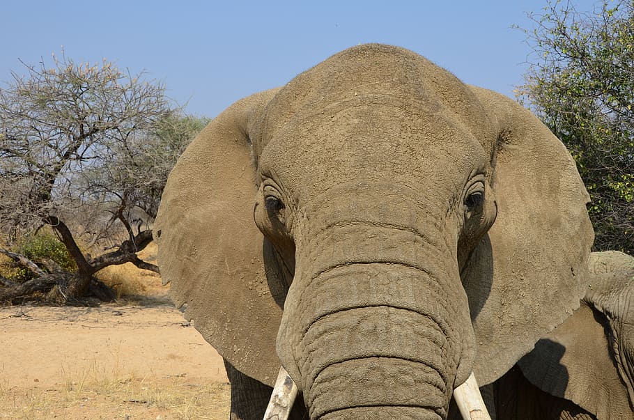 elephant, sky, blue, pachyderm, animal world, safari, tree HD wallpaper