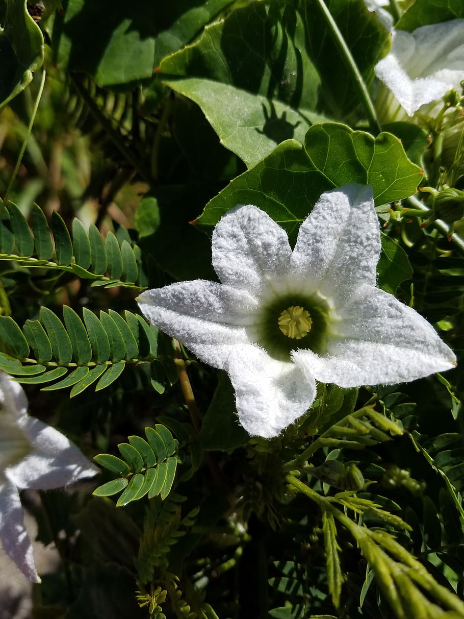 flower, soft, white, vine, feather, natural, floral, garden HD wallpaper