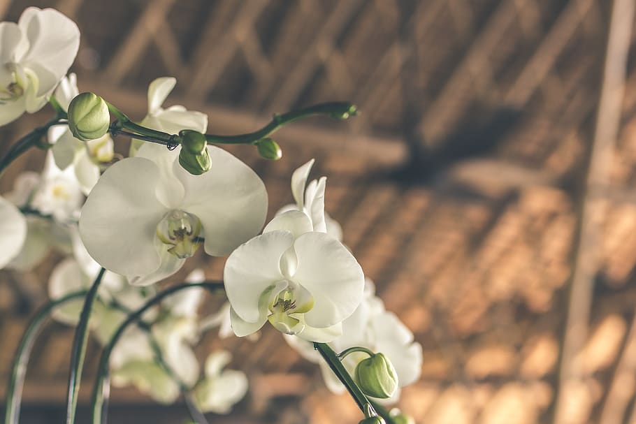 Selective Focus White-and-green Moth Orchids, background, bloom HD wallpaper