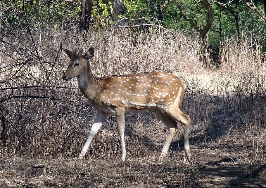 spotted deer, chital, doe, female, axis axis, wildlife, mammal