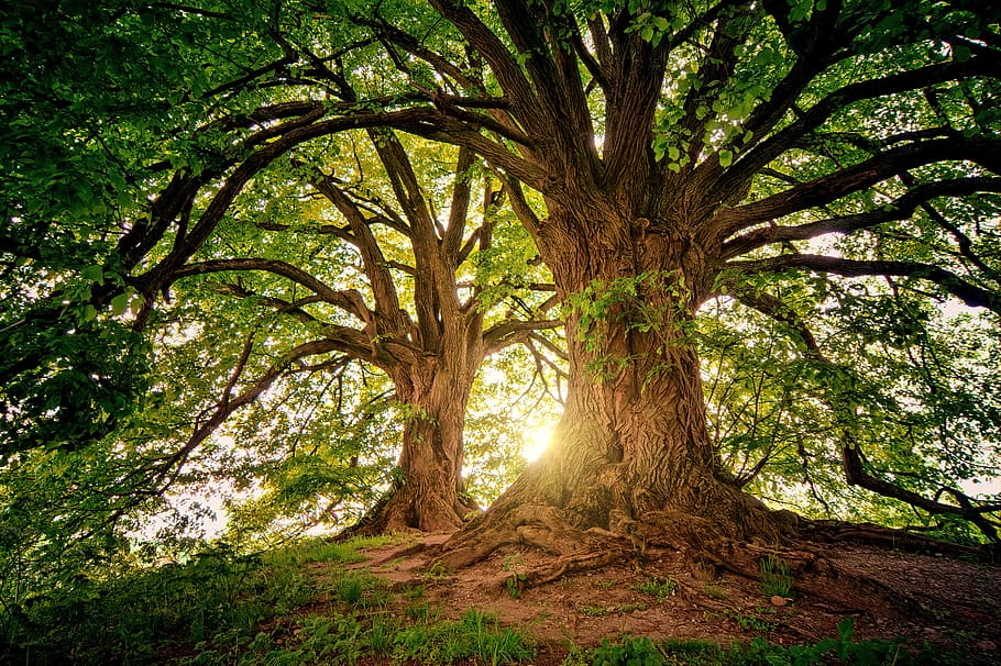 tree, nature, wood, sunset, light, leaves, landscape, summer HD wallpaper