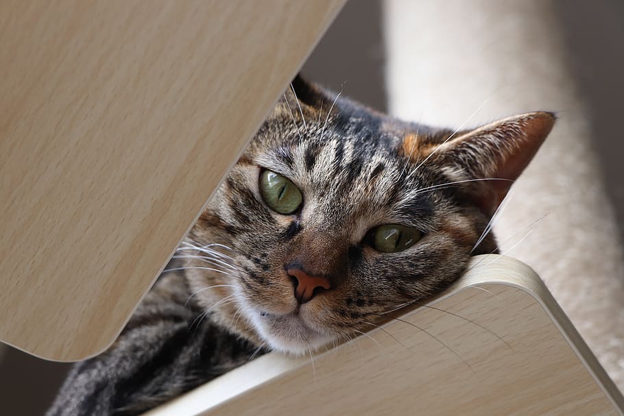 kijitora, cat, pet, and, sleep, hybrid, sleepy, animal, feline HD wallpaper