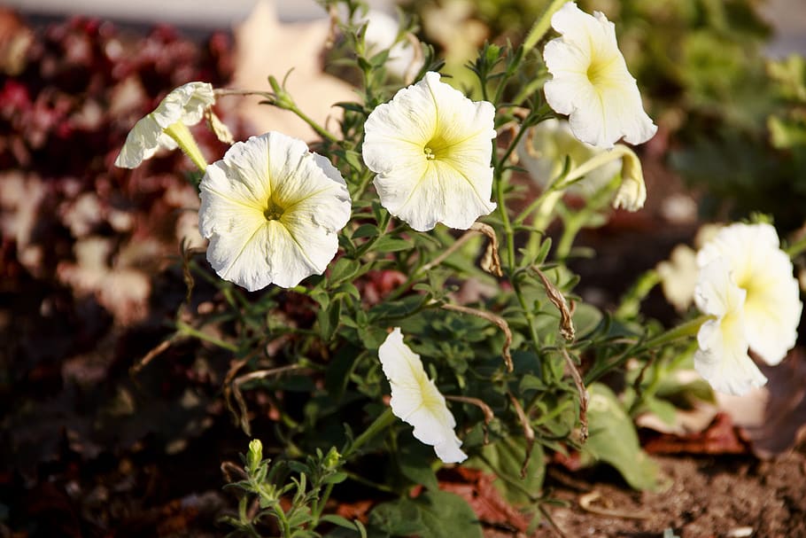 flower bed, flowers, spring, bloom, flora, garden, nature, colorful HD wallpaper