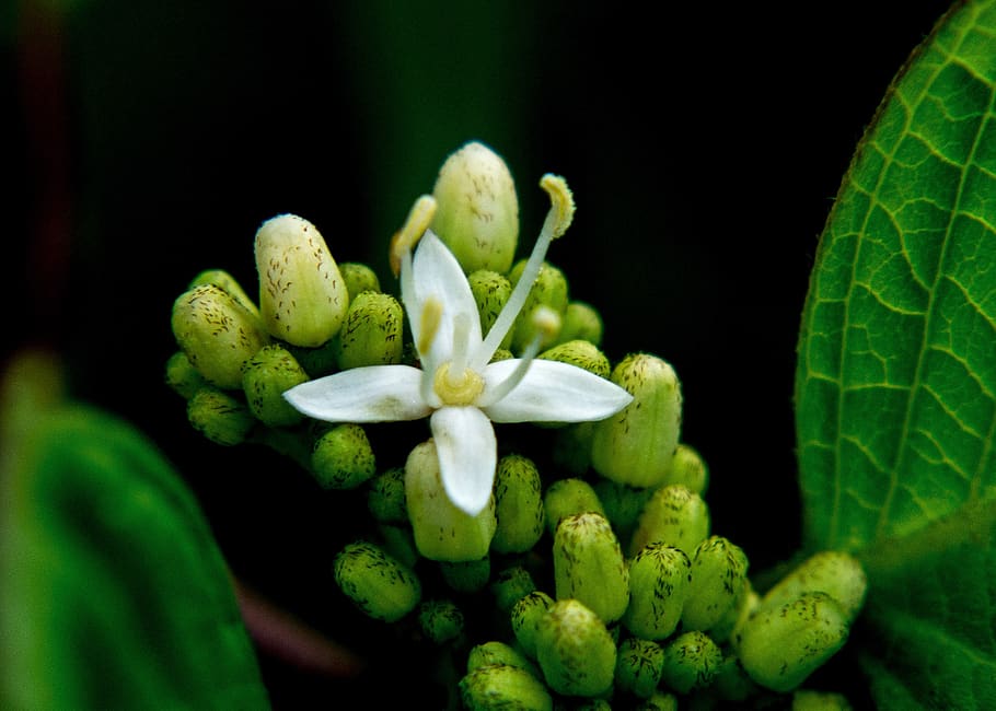 plant, freshness, close-up, green color, growth, flower, beauty in nature HD wallpaper