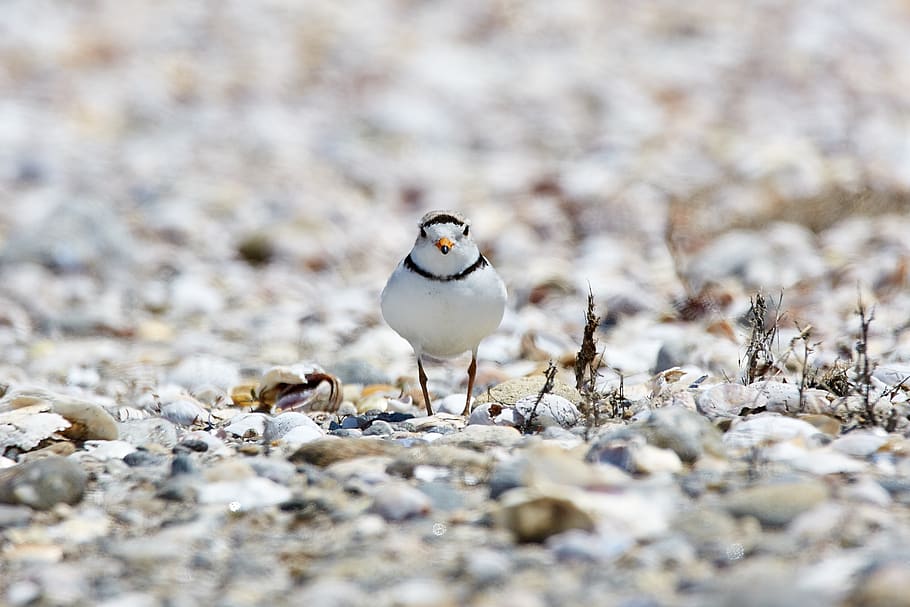 piping plover, endangered, beach, bird, rocks, ocean, nature, HD wallpaper