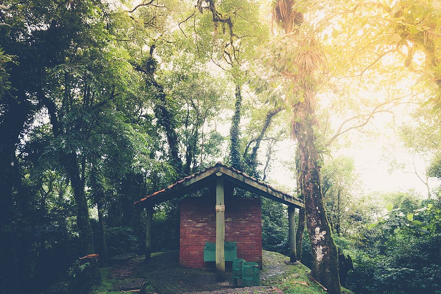 brown house, curitiba, forest, tree, plant, built structure, architecture HD wallpaper