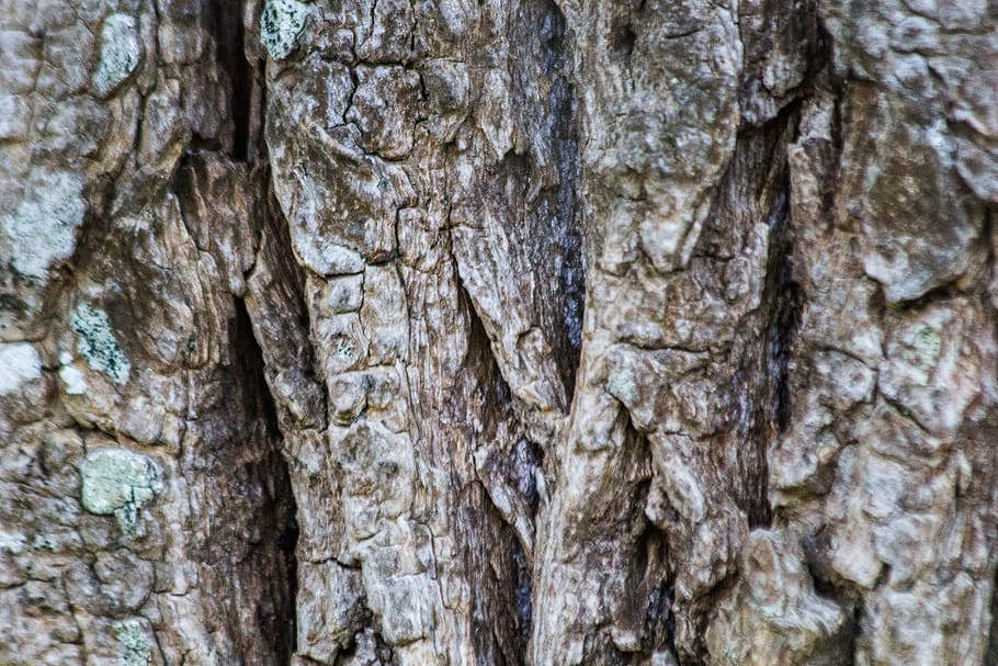 tree, bark, brown, macro, big plan, trunk, arbre, écorce, brun HD wallpaper