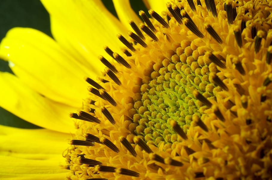 nature, flower, flower head, flowering plant, fragility, vulnerability HD wallpaper