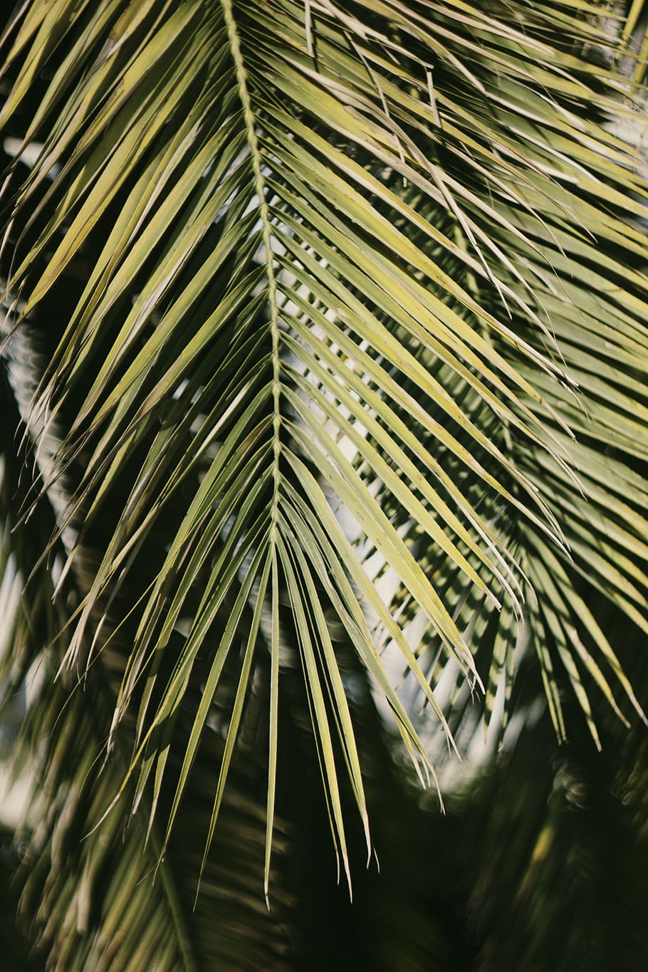 shallow focus photo of tree, plant, leaf, branch, green, nature HD wallpaper