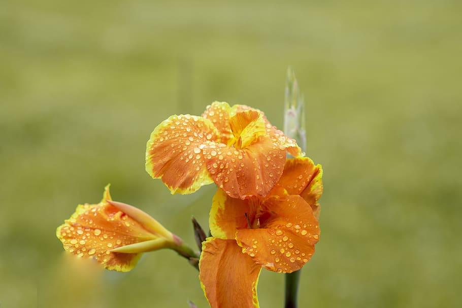 flower, nature, spring, plant, garden, romantic, beauty, vulnerability HD wallpaper