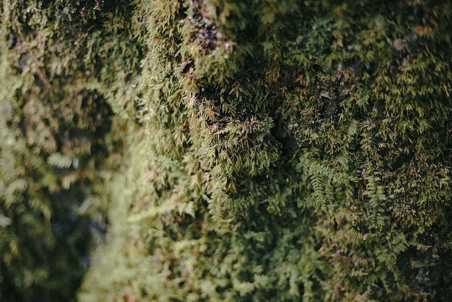 green fern plants, moss, selective focus, growth, no people, nature HD wallpaper