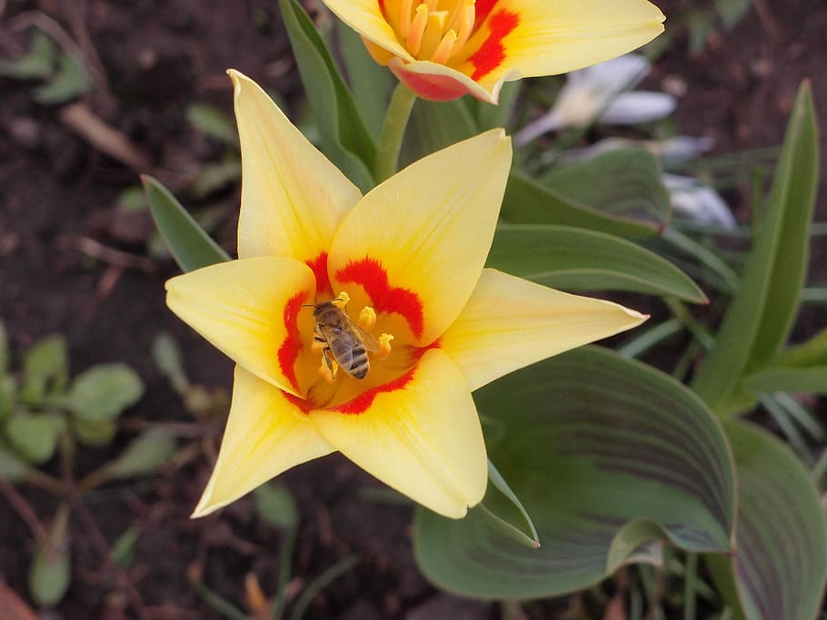 flowers, spring, spring flowers, yellow, yellow flowers, tulip HD wallpaper
