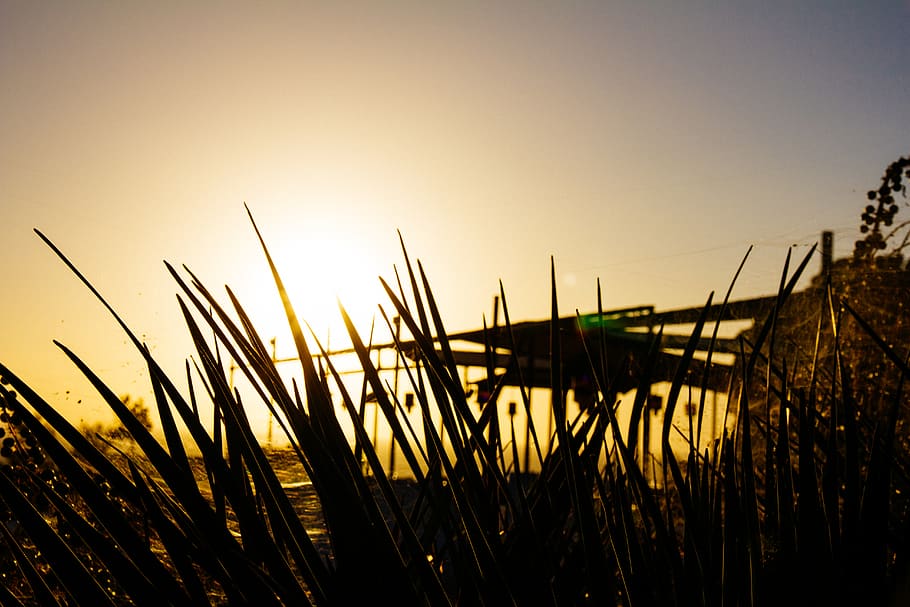 sunlight, nature, outdoors, grass, plant, sky, flare, sunrise HD wallpaper