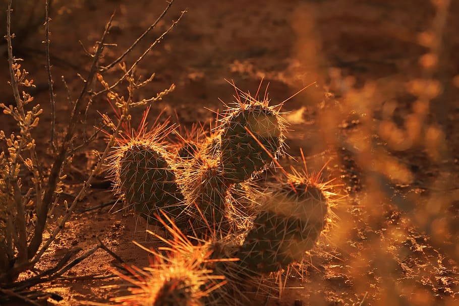 green cactus plants, ground, desert, nature, outdoors, bird, cardinal HD wallpaper