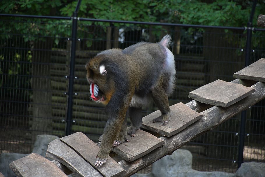 mandrill, monkey, colorful, mammal, animal themes, one animal HD wallpaper