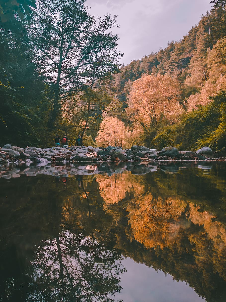 lake surrounded by trees, water, plant, reflection, tranquility HD wallpaper