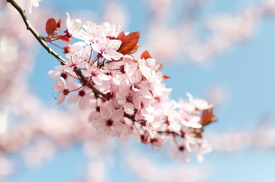 spring, flowers, tree, flowering, sky, plant, pink, red, garden HD wallpaper