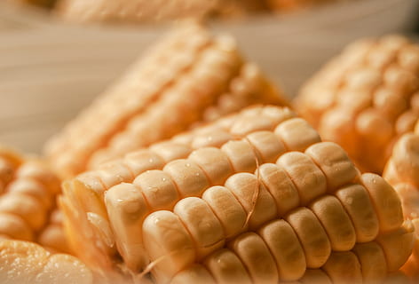 corn, cob, vegetable, food, dish, yellow, corn on the cob, food and drink HD wallpaper
