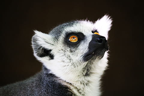 lemur, monkey, primate, expensive, lemuren, wildlife, mammals HD wallpaper