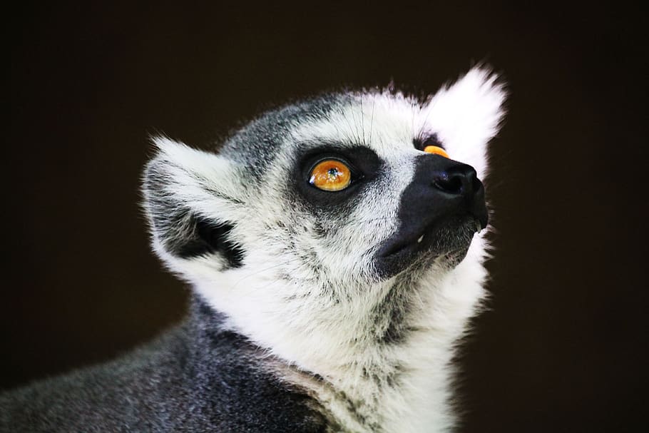lemur, monkey, primate, expensive, lemuren, wildlife, mammals HD wallpaper