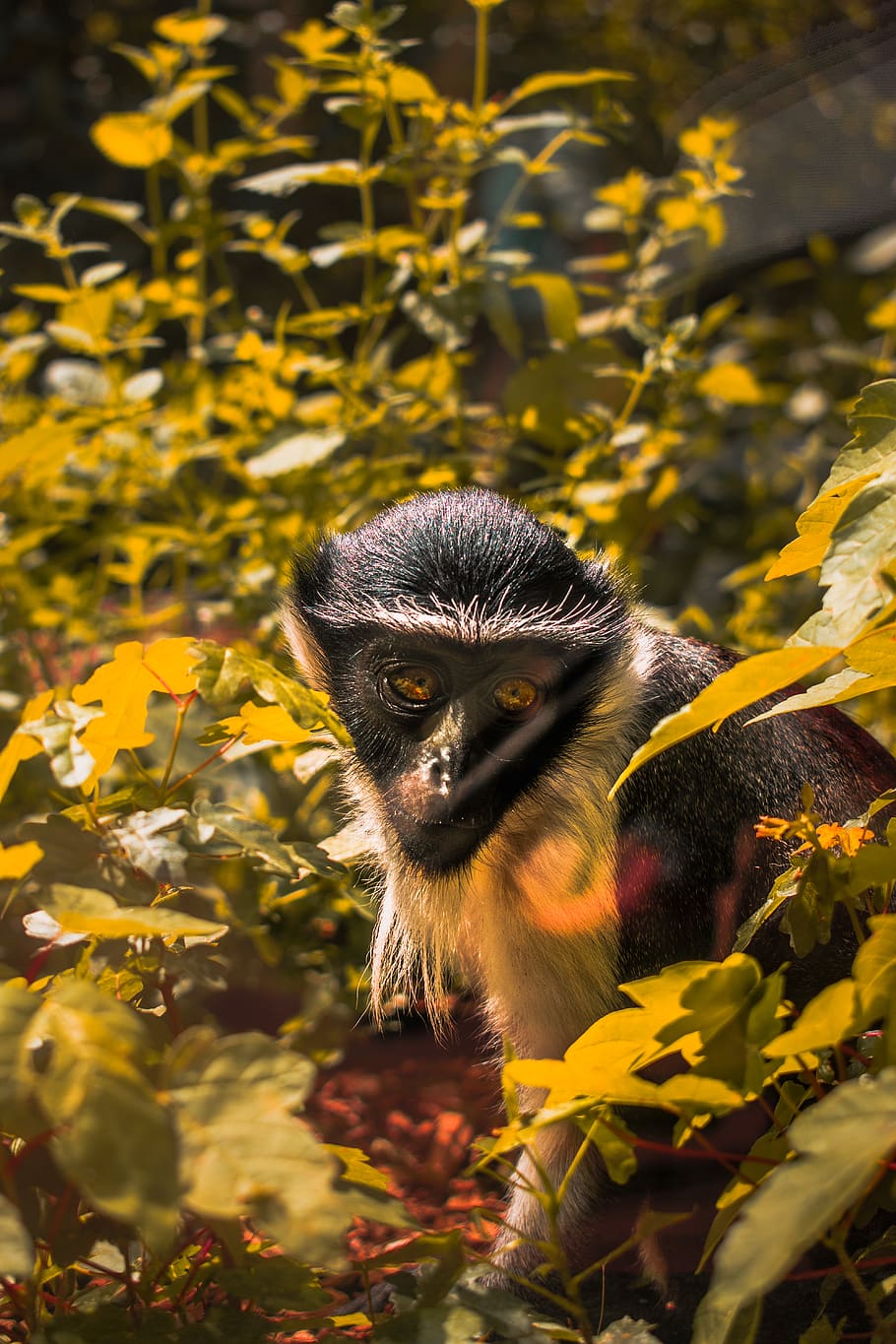 monkey, animals, zoo, nature, photography, reflection, small HD wallpaper