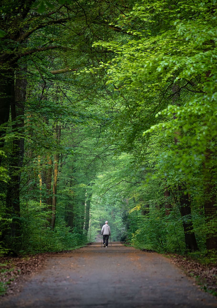 germany, schwerte, tree, plant, direction, the way forward HD wallpaper