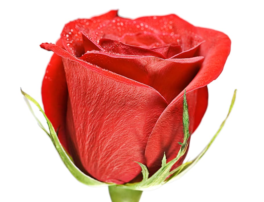 flower, con2011, nature, red, flowering plant, white background HD wallpaper
