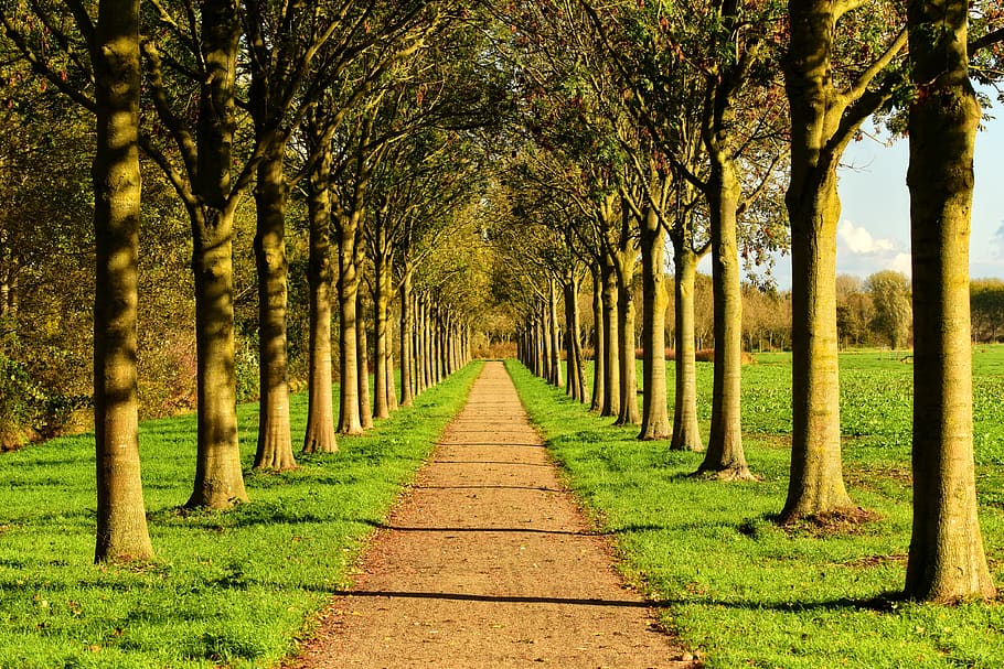 lane, tree, tree lined, row, road, countryside, rural, grass HD wallpaper