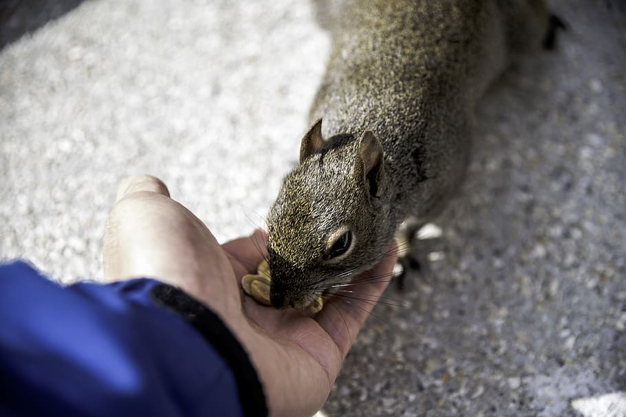 person feeding squirrel, fountain of youth boulevard, st. augustine HD wallpaper